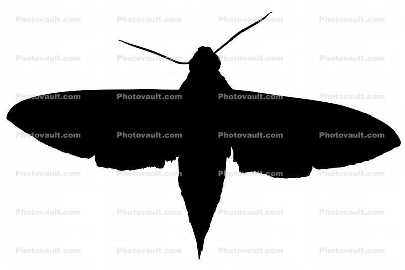 Levant hawk moth, (Theretra alecto), Sphingidae silhouette, logo, shape