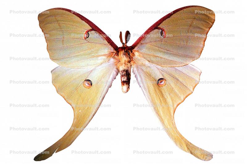 Luna Moth (Actias luna), Saturniidae, photo-object, object, cut-out, cutout
