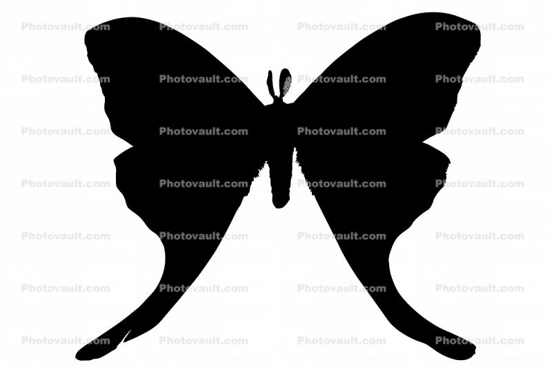 Luna Moth (Actias luna), Saturniidae silhouette, logo, shape