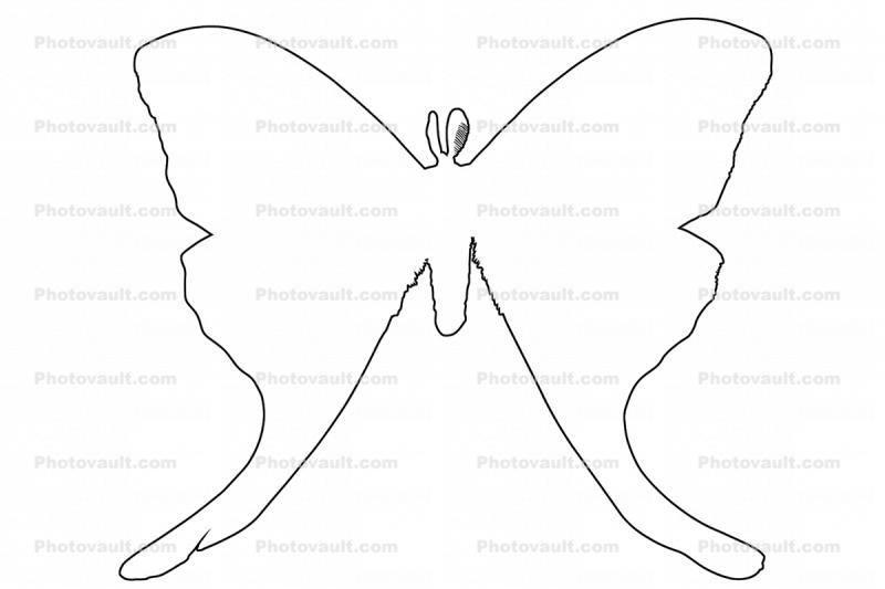 Luna Moth  line drawing, (Actias luna), Saturniidae outline, shape