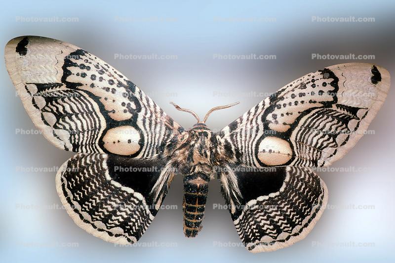 Owl Moth, (Brahmaea wallichii), Brahmaeidae