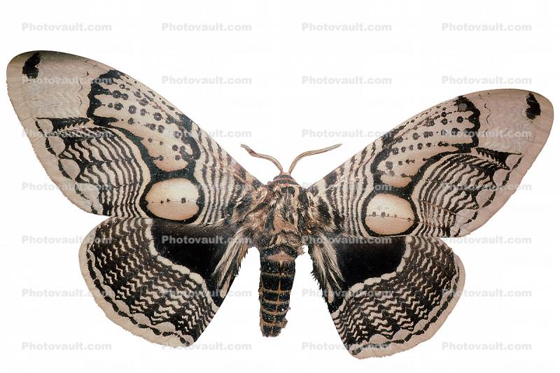 Owl Moth photo-object, object, cut-out, cutout, (Brahmaea wallichii), Brahmaeidae