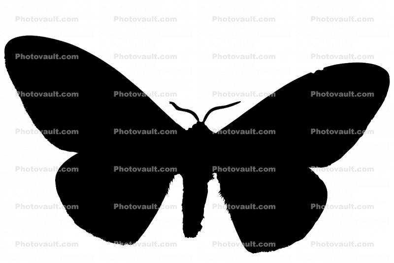 Owl Moth silhouette, logo, shape, (Brahmaea wallichii), Brahmaeidae