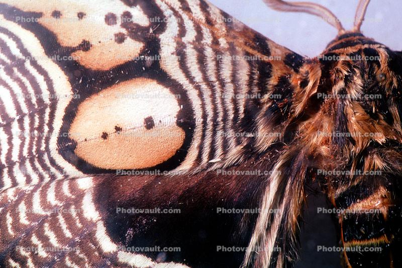 Owl Moth, (Brahmaea wallichii), Brahmaeidae