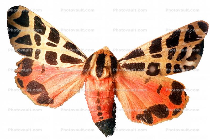 Moth, photo-object, object, cut-out, cutout