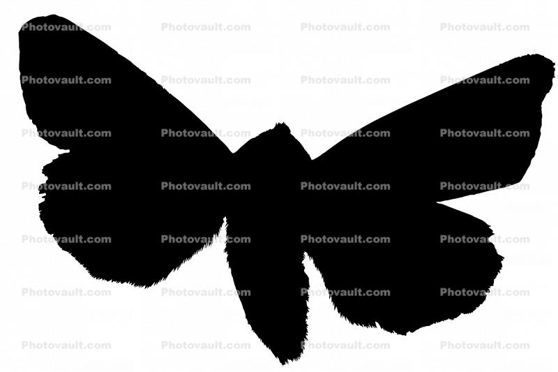 Moth silhouette, logo, shape