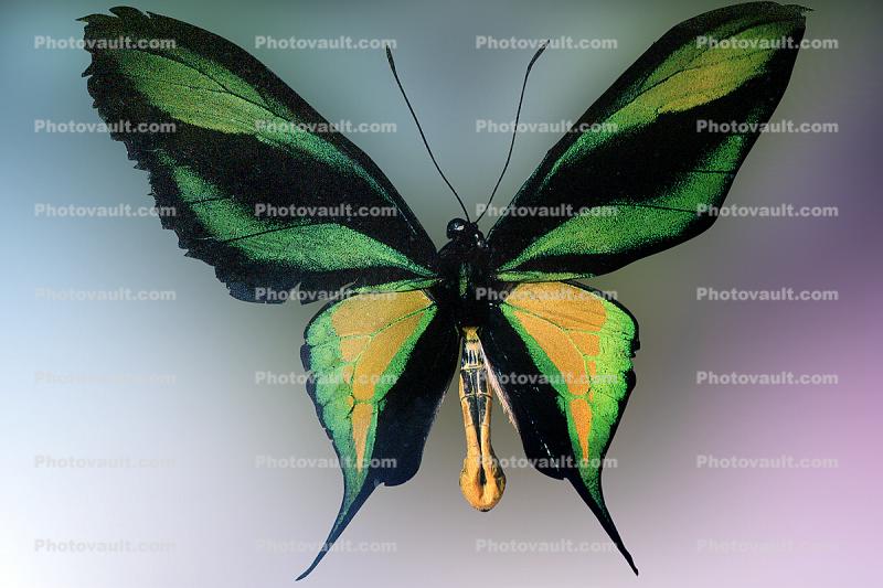 Paradise Birdwing Butterfly, (Ornithoptera paradisea), Papilionidae, Troidini, Iridescent