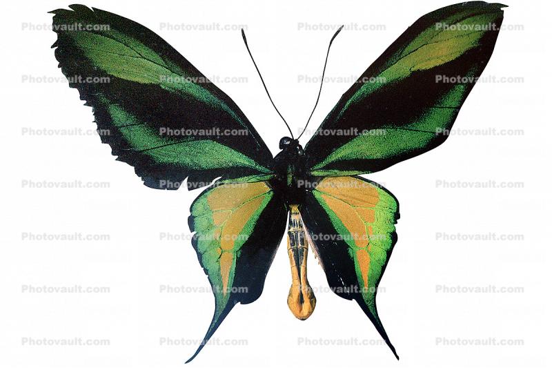 Paradise Birdwing Butterfly photo-object, object, cut-out, cutout, (Ornithoptera paradisea), Papilionidae, Troidini, Iridescent