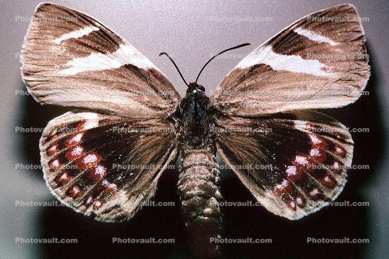 Castnia Moth, (Castnia eudesmia)
