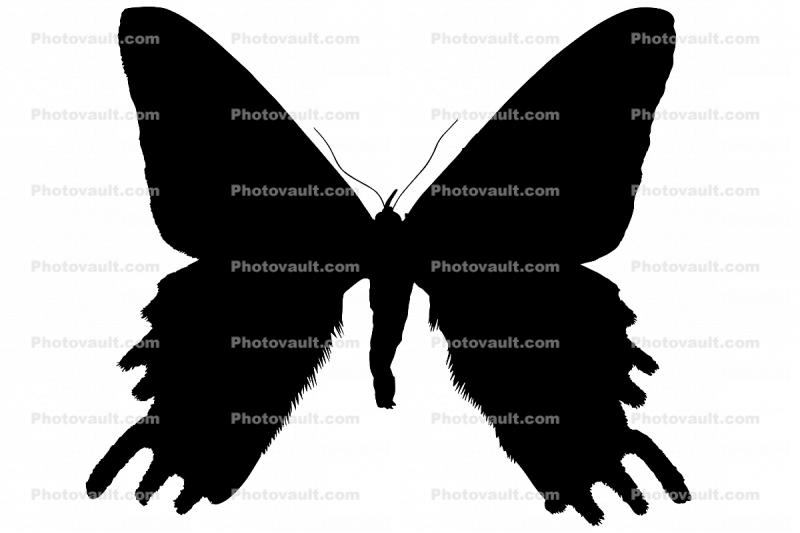 Madagascan sunset moth silhouette, logo, shape, (Chrysiridia ripheus), Uraniidae