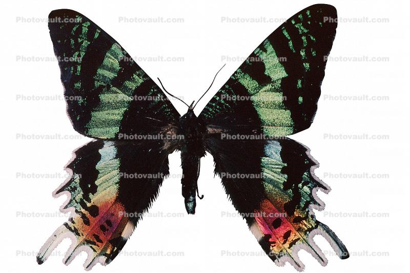 Madagascan sunset moth photo-object, object, cut-out, cutout, (Chrysiridia ripheus), Uraniidae