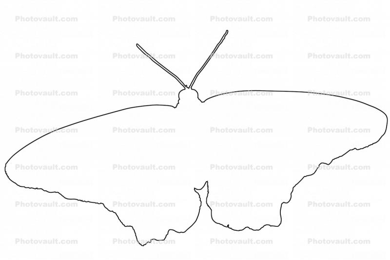 Butterfly, outline, line drawing, shape