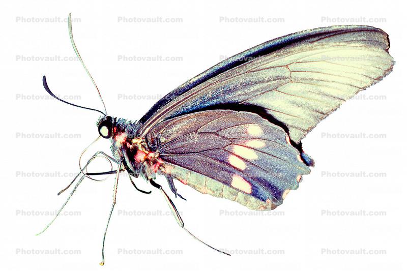 Butterfly, Proboscis, photo-object, object, cut-out, cutout