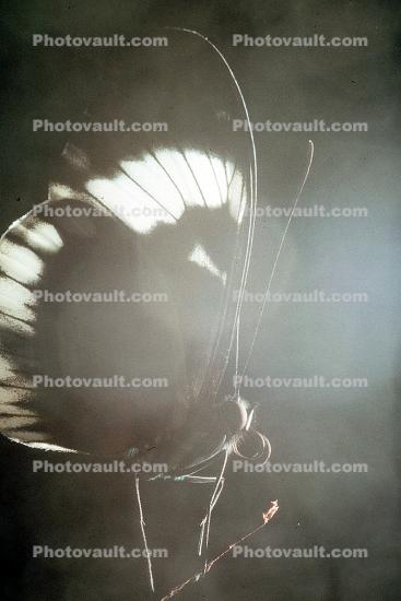 Butterfly, Proboscis Spiral