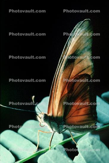 Butterfly, Close-up