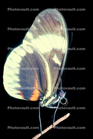Butterfly Proboscis, Close-up