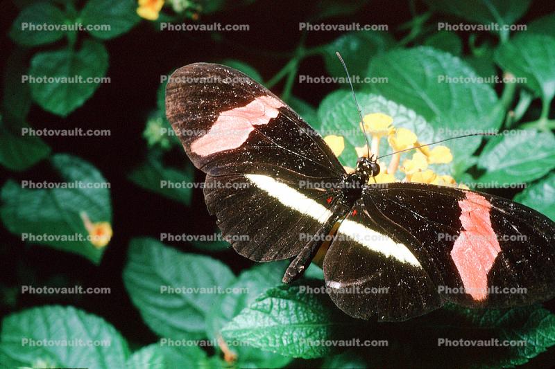 Butterfly, Close-up