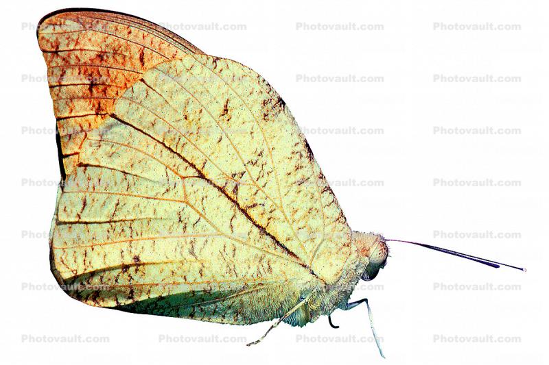 Butterfly, leaf camouflage, photo-object, object, cut-out, cutout, Biomimicry