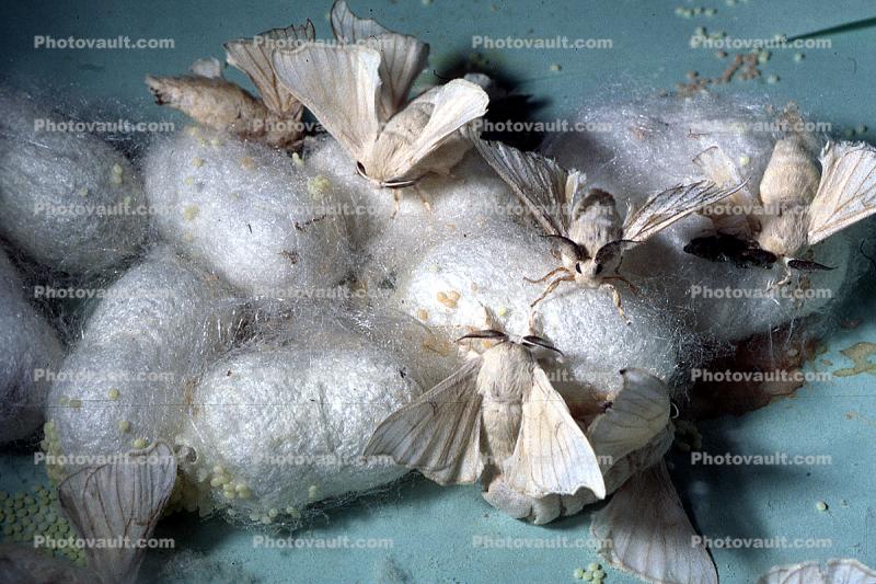 Domestic Silk Moth