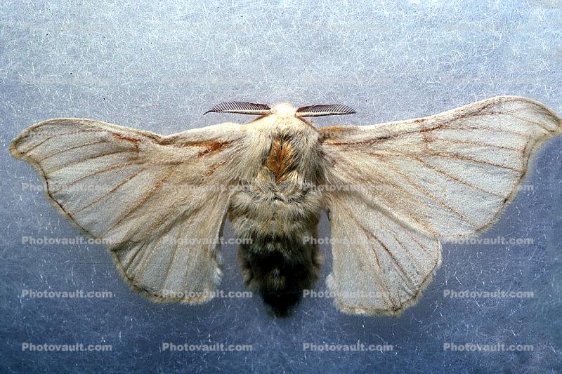 Domestic Silk Moth