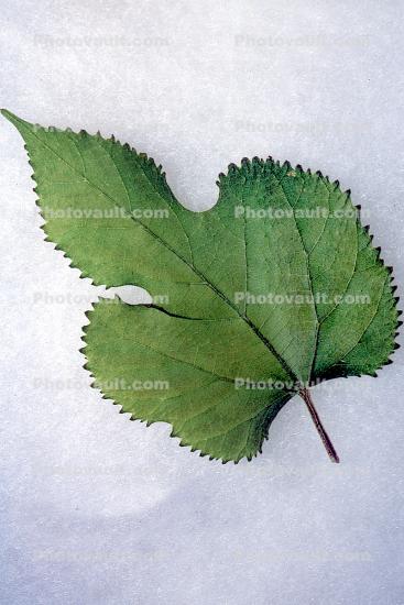 Leaf for a Domestic Silk Moth, Close-up