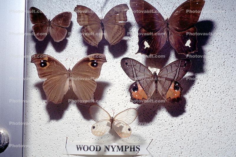 Wood Nymphs