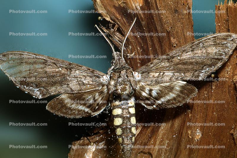 Sphynx Moth