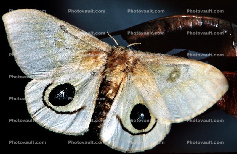 Butterfly, mimic Eyes