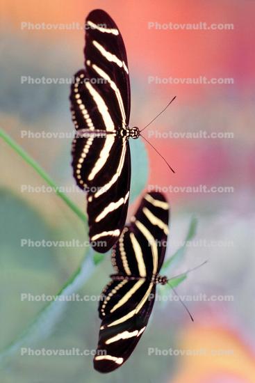 Zebra Longwing, (Heliconius charithonia), Rhopalocera, Nymphalidae