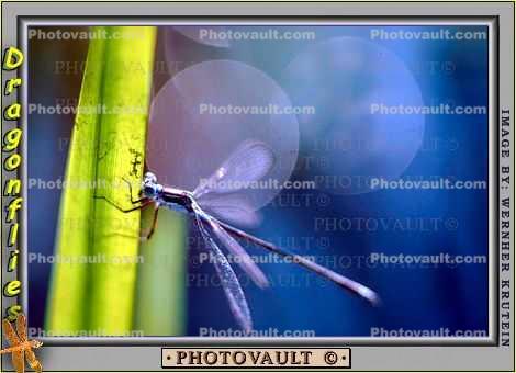 dragonfly resting on a blade of grass, Dragonfly, Anisoptera