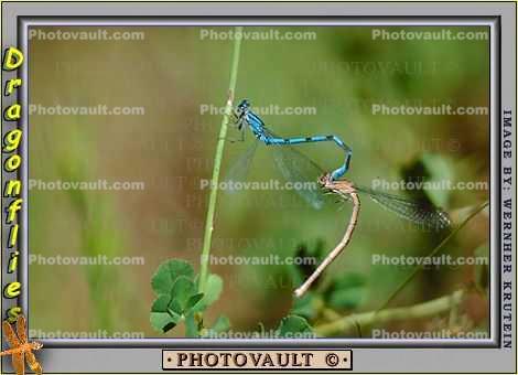 Mating Dragonfly, twig, Dragonfly, Anisoptera
