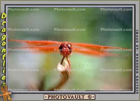 Dragonfly head-on, Eyes, dragonfly resting on a twig, Dragonfly, Anisoptera