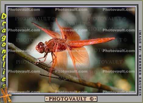 dragonfly resting on a twig, Dragonfly, Anisoptera