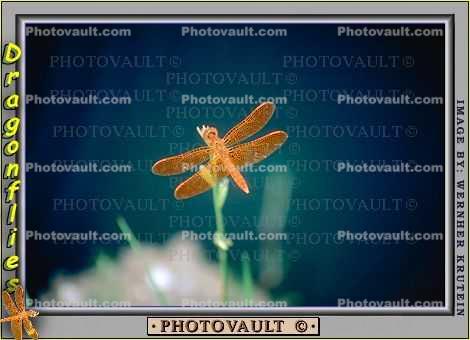 Dragonfly resting on a blade of grass, Dragonfly, Anisoptera