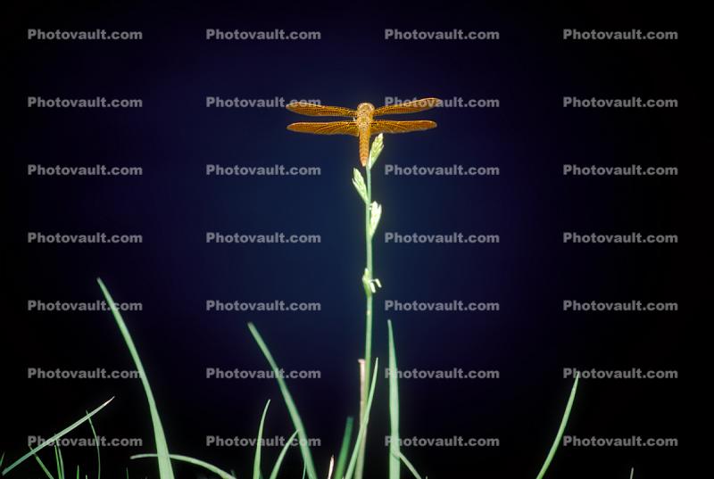 Palm Springs California, Dragonfly resting on a blade of grass, Dragonfly, Anisoptera