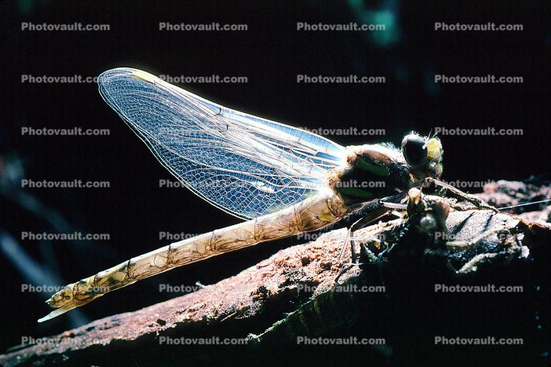 Sonoma County, Dragonfly, Anisoptera