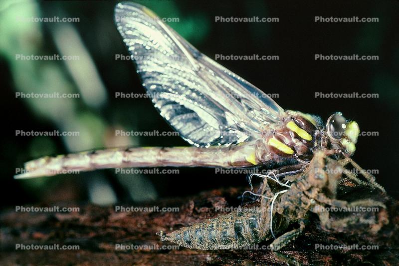 Fiore Lane, Occidental, Sonoma County, California, Dragonfly, Anisoptera