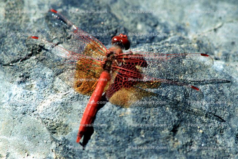 Dragonfly, Anisoptera