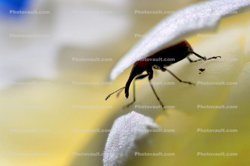 Boll Weevil, Flower Petal