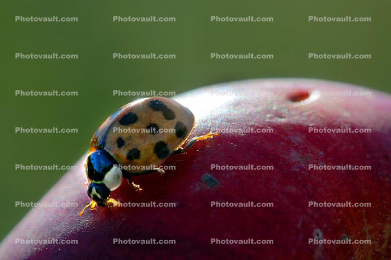 Ladybug on an Apple