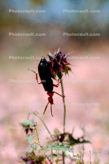 Oh the tiny World, Blister Beetle, (Lytta magister), Meloidae, Meloinae