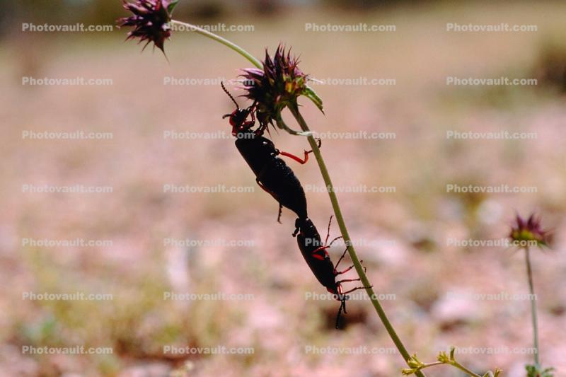 Blister Beetle, (Lytta magister), Meloidae, Meloinae