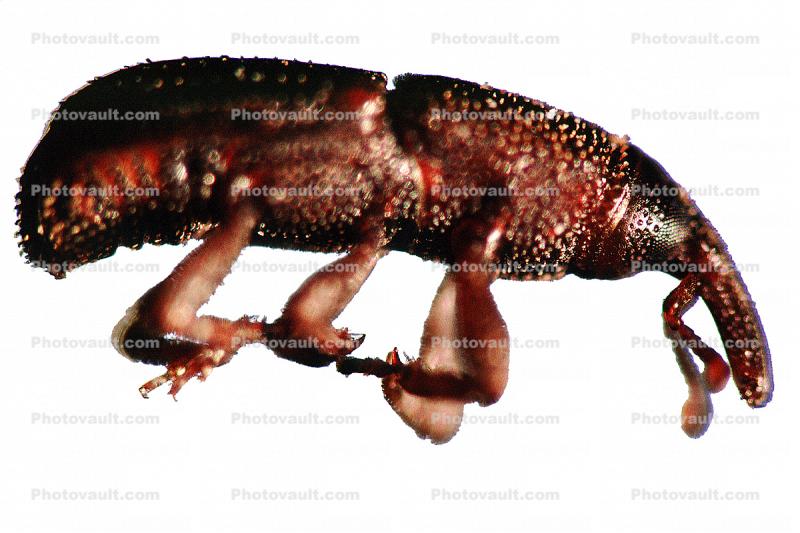 Boll Weevil, (Anthonomus grandis), photo-object, object, cut-out, cutout