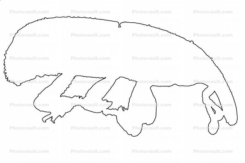 Boll Weevil Outline, line drawing