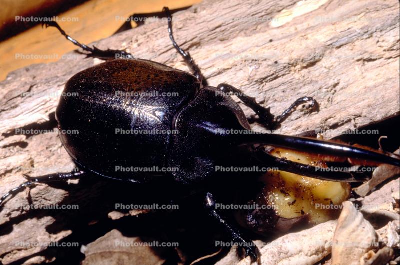 Hercules Beetle, (Dynastes hercules), Scarabaeidae, Dynastinae, horns