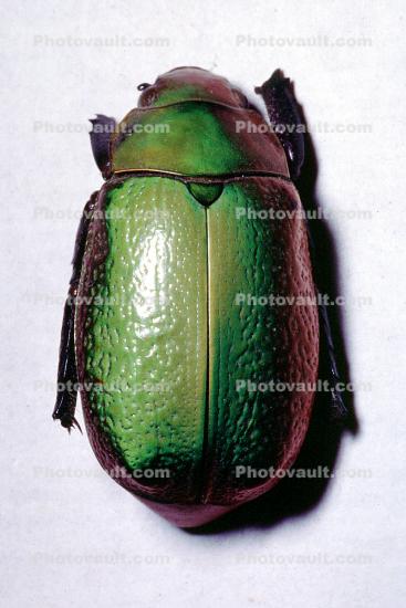 Green Beetle, scarab