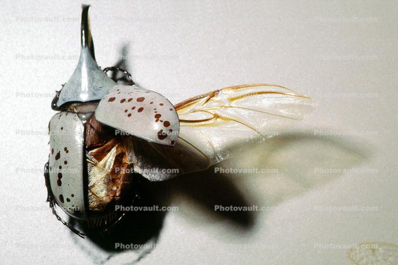 Scarab, Grant's Hercules Beetle, (Dynastes granti), Scarabaeidae, Dynastinae, horned, horn, wing