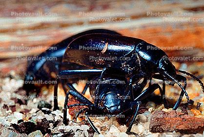 Ground Beetles, Carabidae