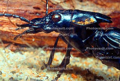 Anthia Beetle, (Anthia Thoracica), Carabidae, Anthiinae, Anthiini, ground beetle