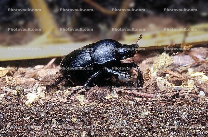 Darkling Beetle, Polyphaga, Tenebrionoidea, Tenebrionidae